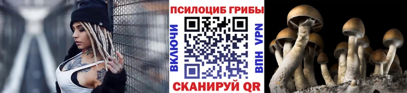 Галлюциногенные грибы Psilocybine cubensis  Апрелевка 